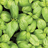 Airome Basil Pure Essential Oil 15 ml