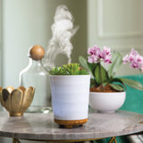 Airome Potted Succulent Essential Oil Diffuser