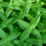 Airome Spearmint Pure Essential Oil 15 ml